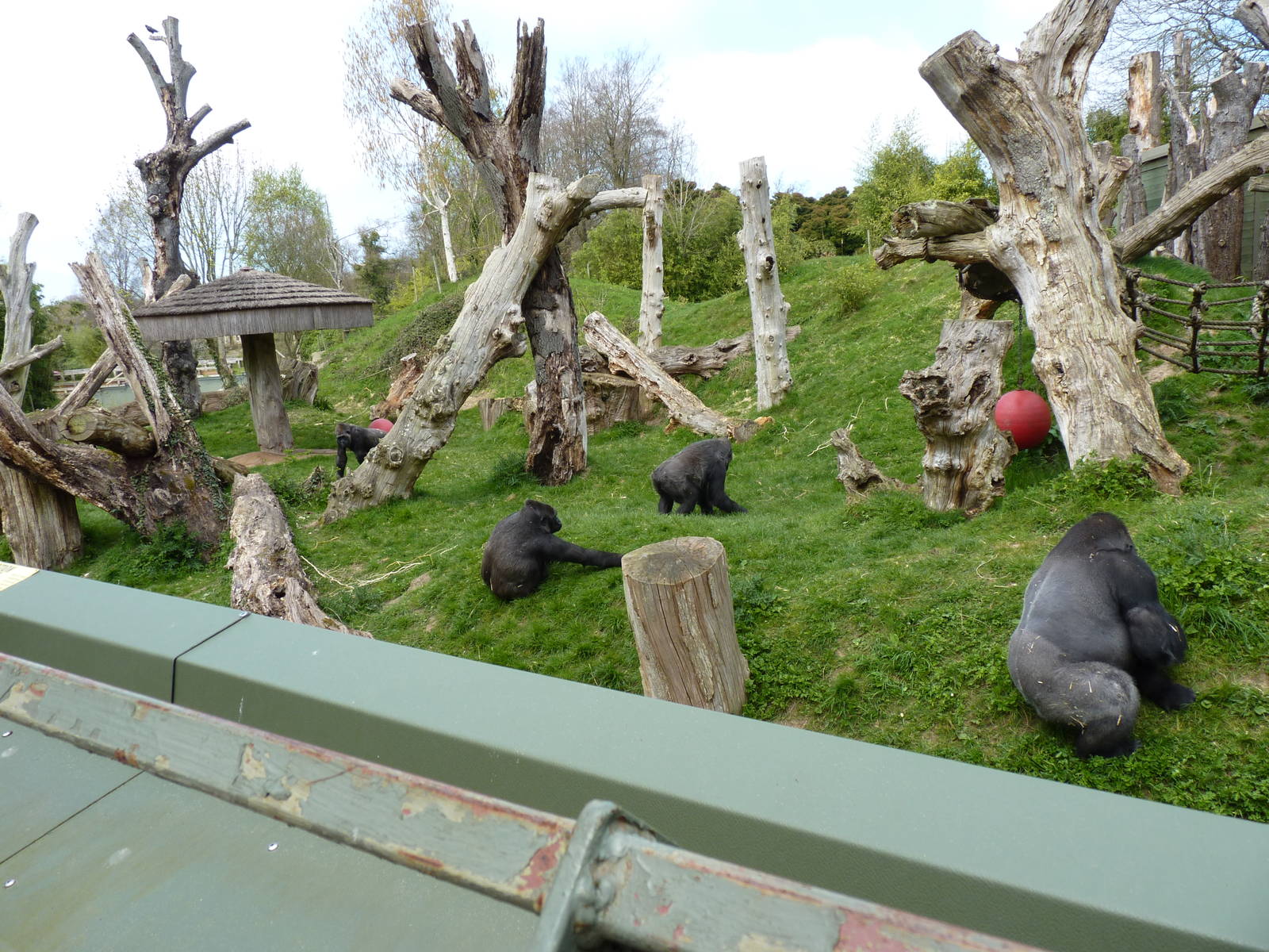 Gorillas, April 2013