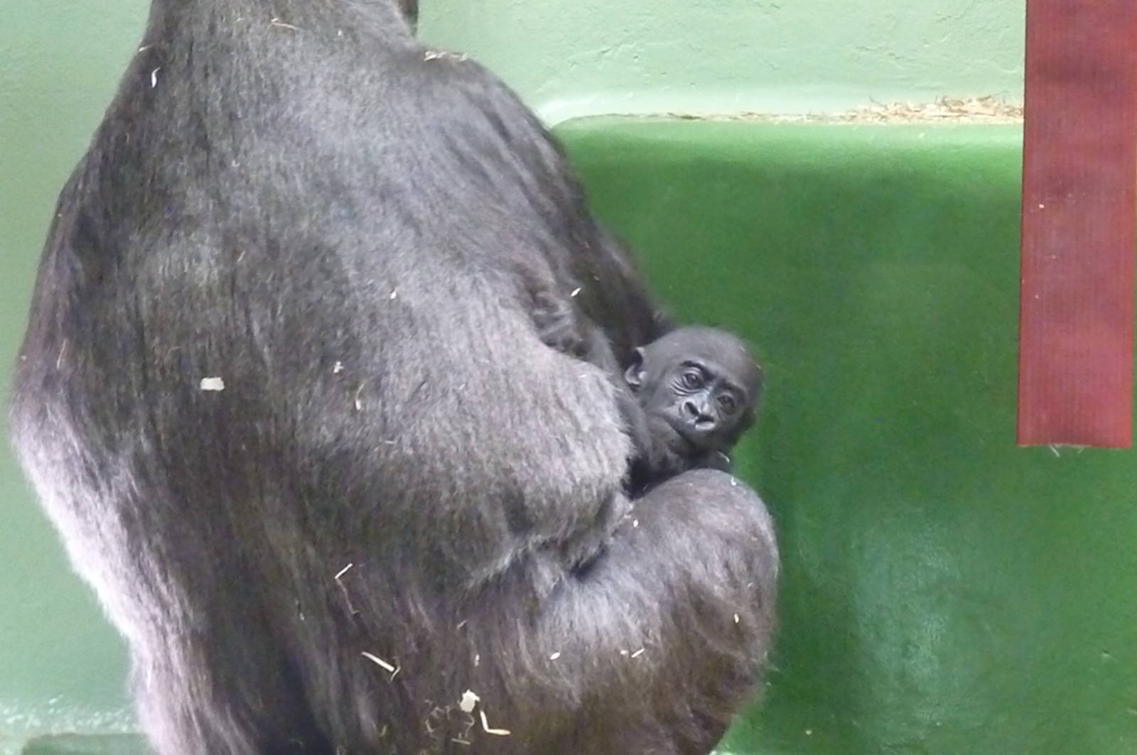 Gorillas, April 2013