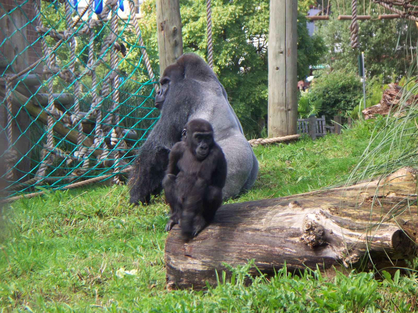 Gorillas at Bristol zoo