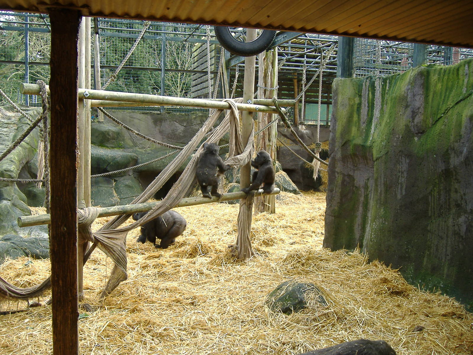 Gorillas at Chessington Zoo, 11 February 2007