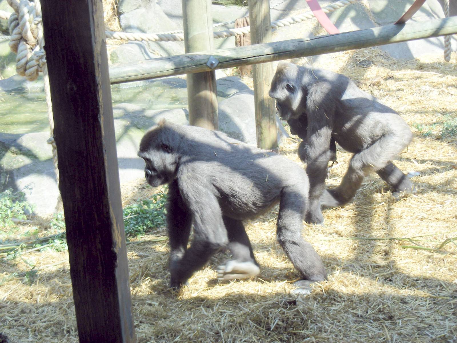 Gorillas at Chessington Zoo, 24 May 2009