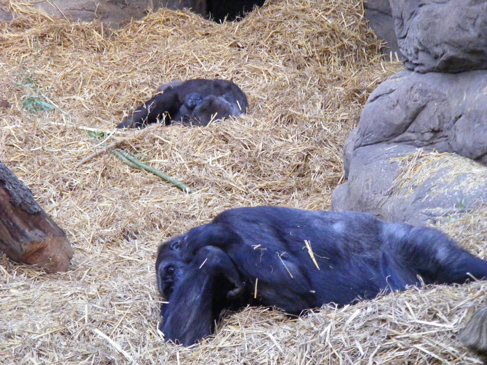 Gorillas at Chessington Zoo, 25 June 2010