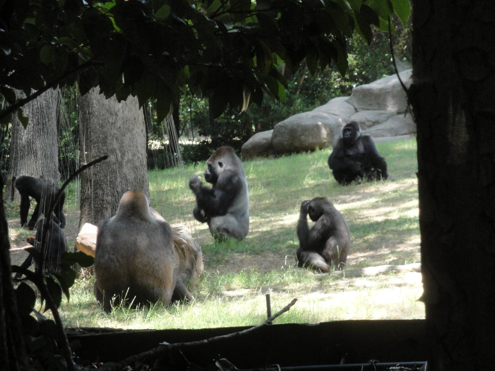 Gorillas at Feeding Time