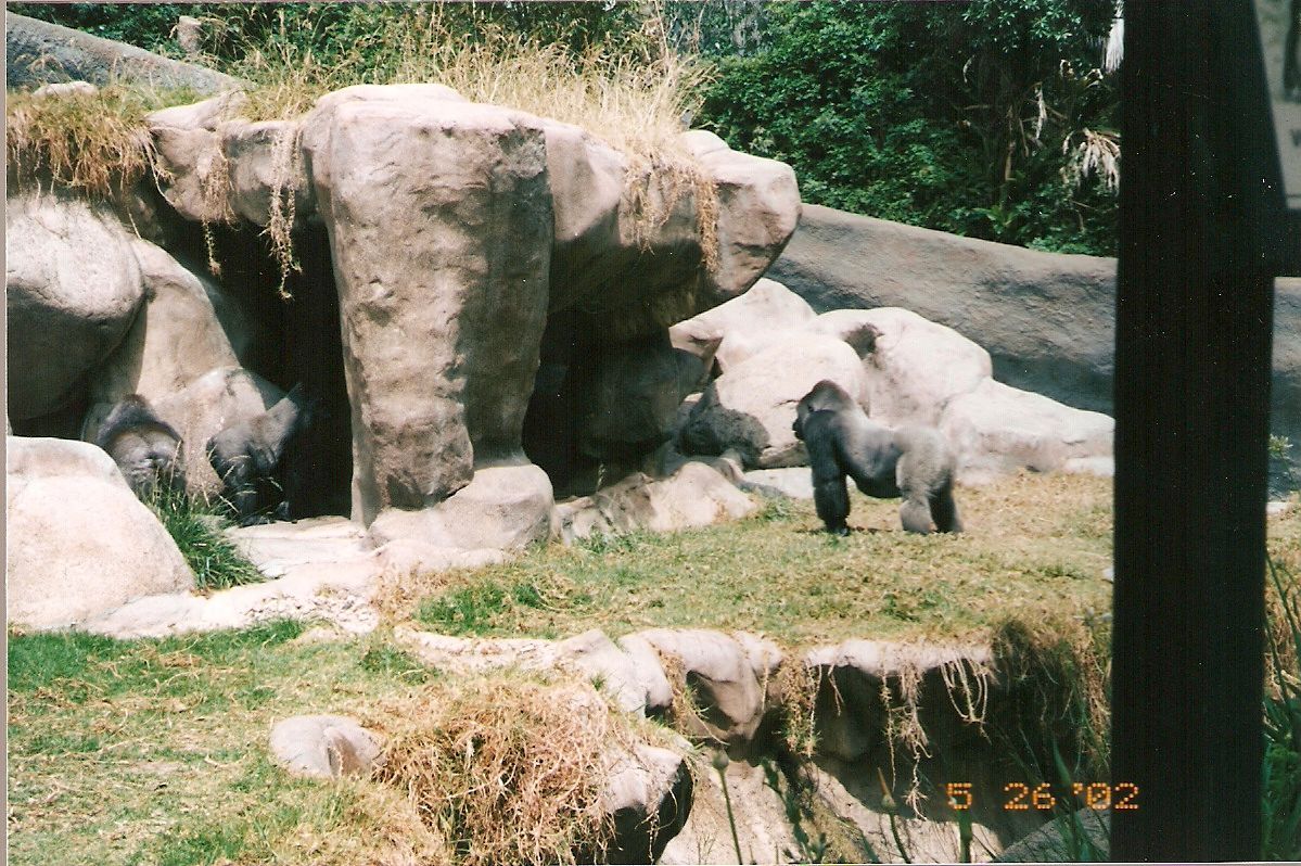 Gorillas at Los Angeles Zoo, 26 May 2002