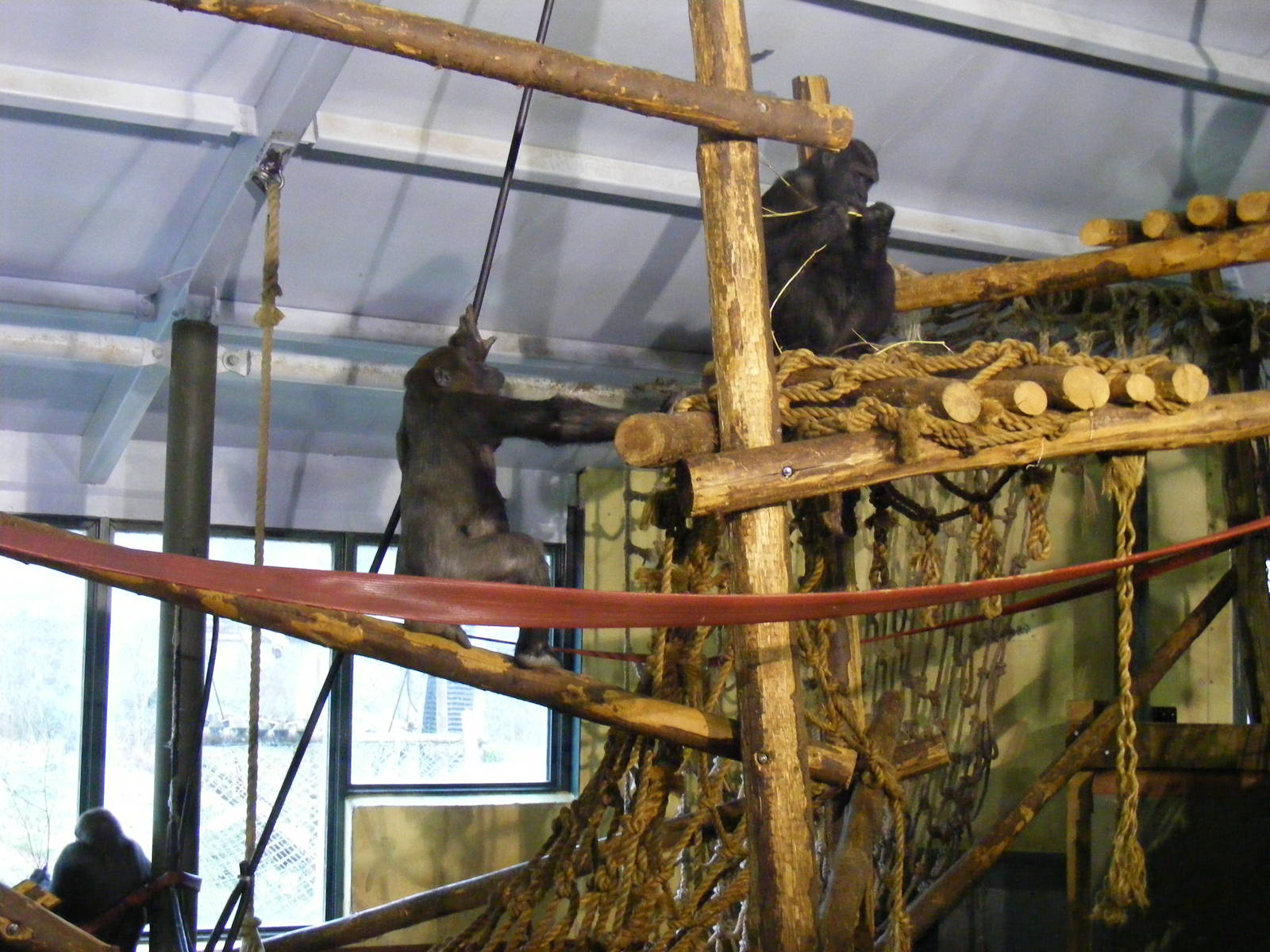 Gorillas at Paignton Zoo, 31 December 2010