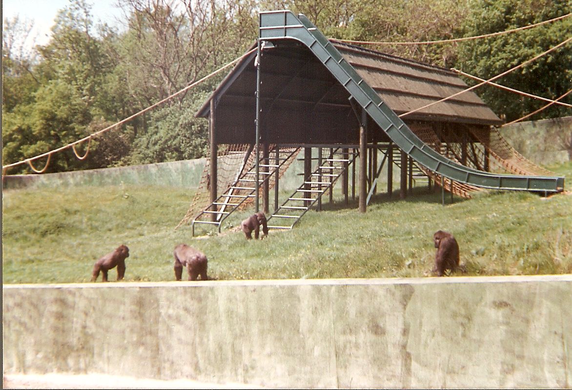 Gorillas at Port Lympne Zoo, 25 May 1997
