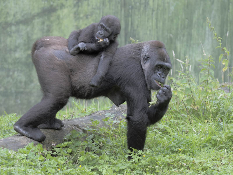 Gorillas at Port Lympne