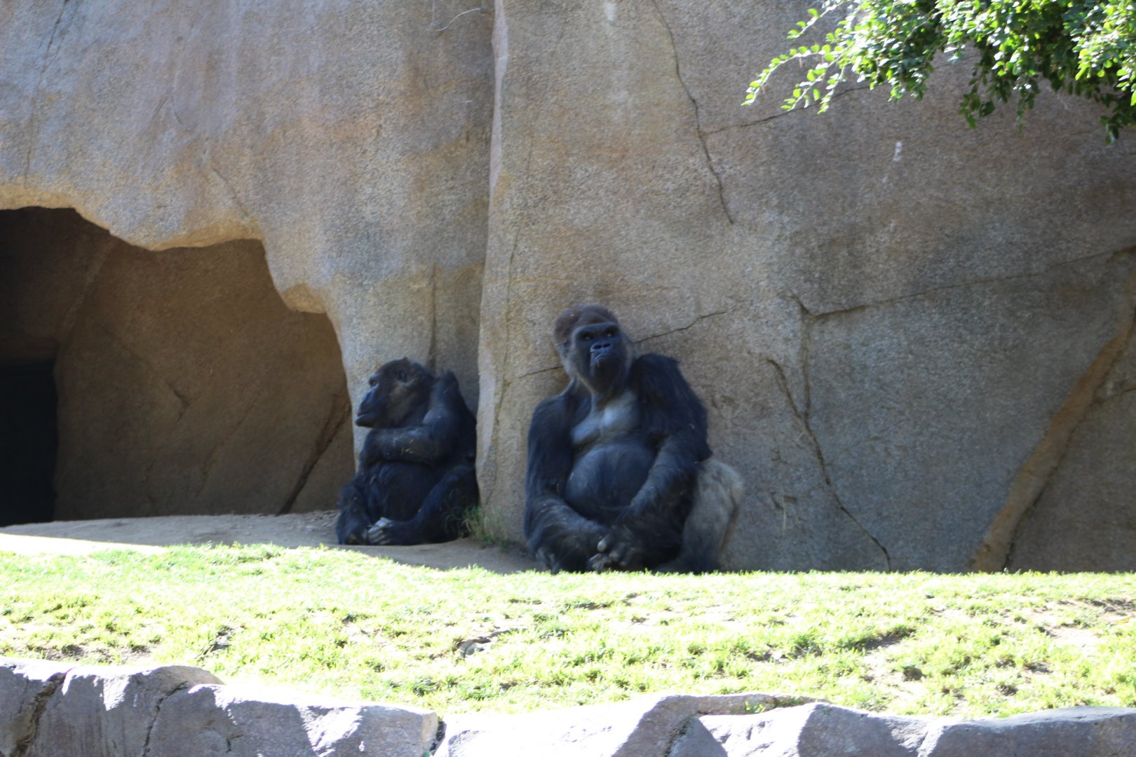 Gorillas at rest