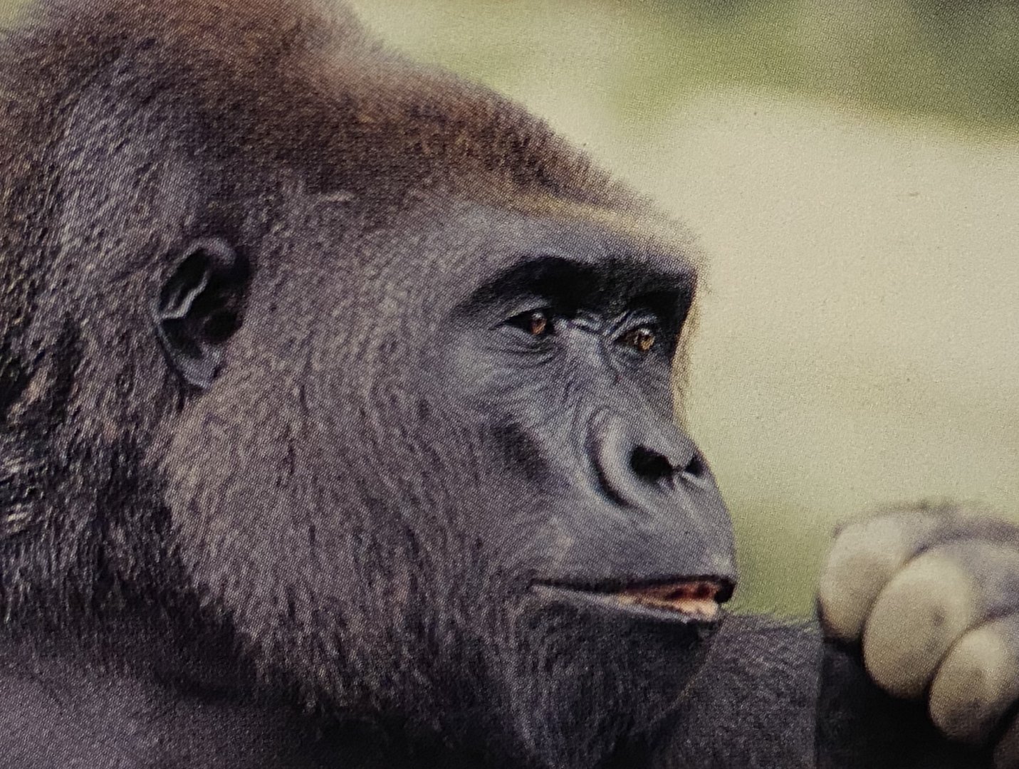 Gorillas at the Singapore Zoo: mid 1980s - early 1990s