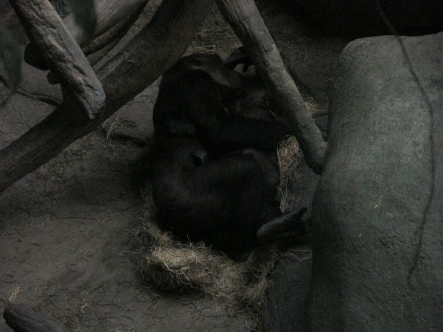 gorillas at tropic world