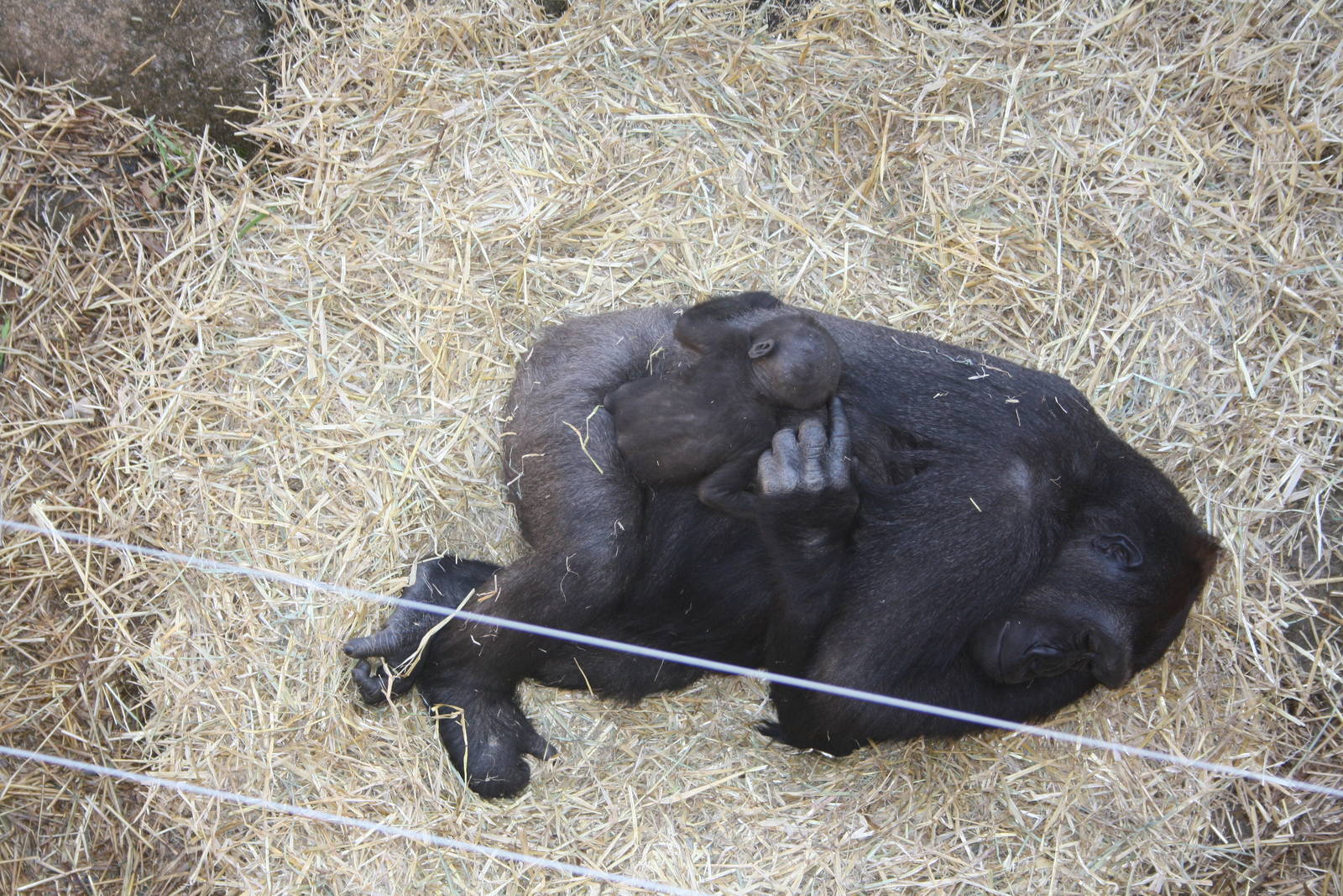 Gorillas (baby was born on March 9th)