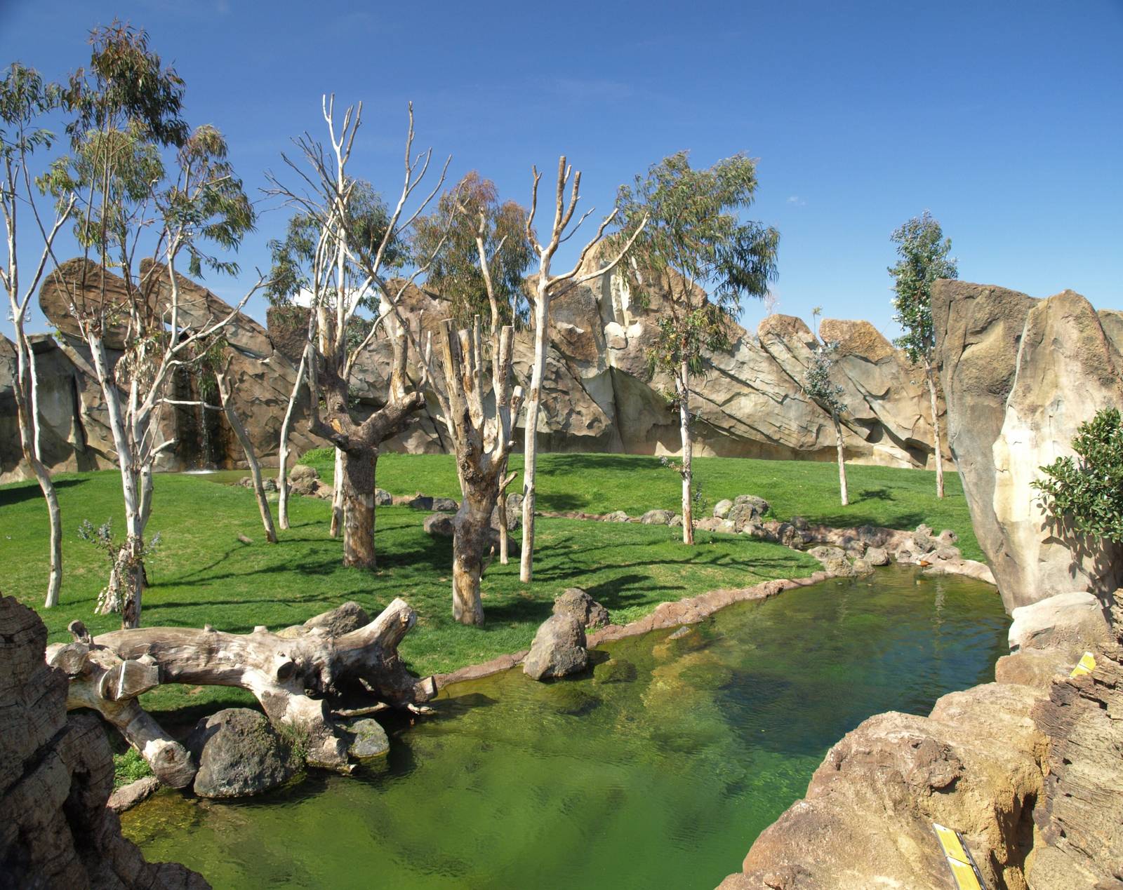 Gorilla's bachelor group exhibit