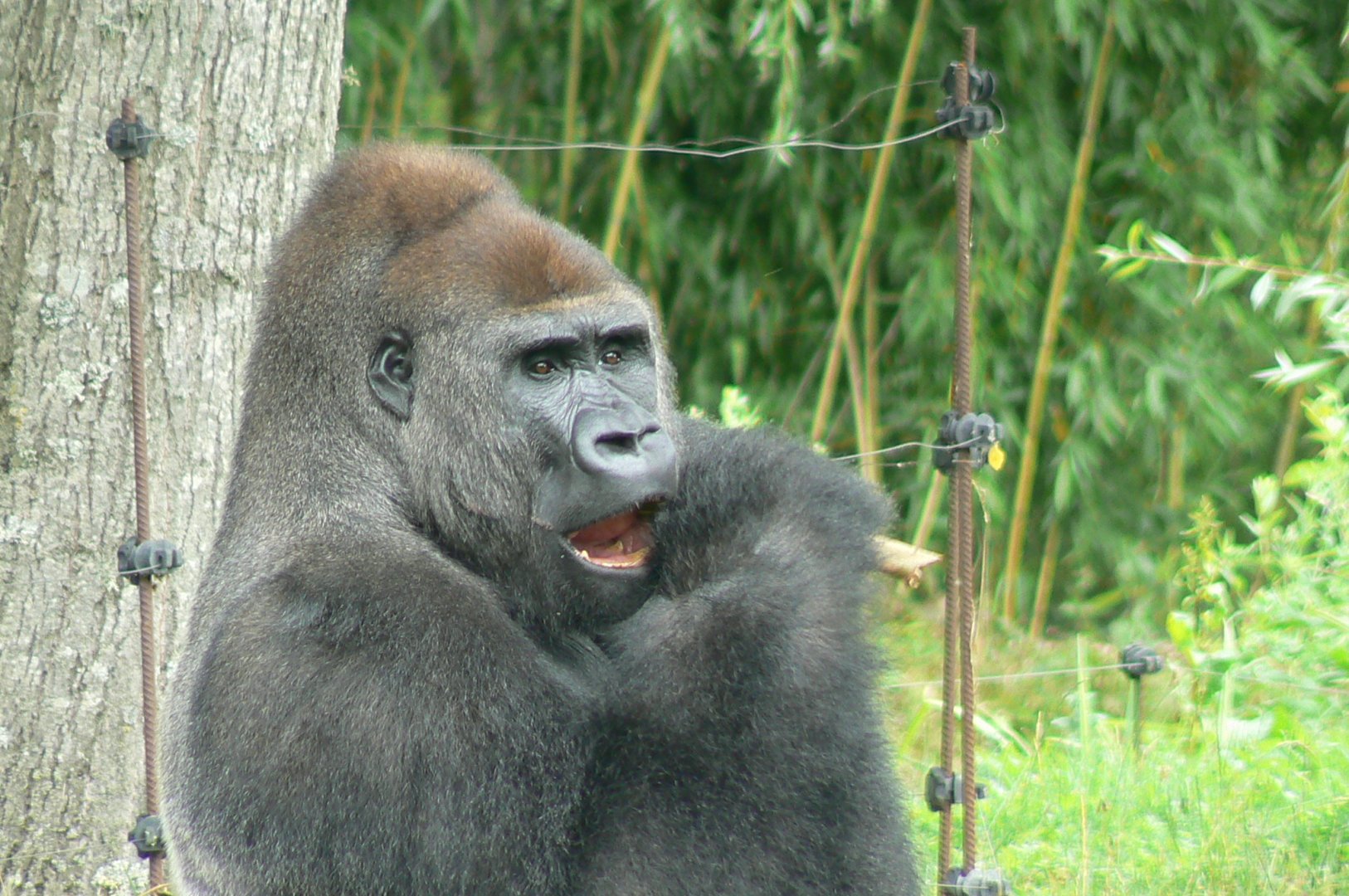 Gorillas' bachelor group - feeding time