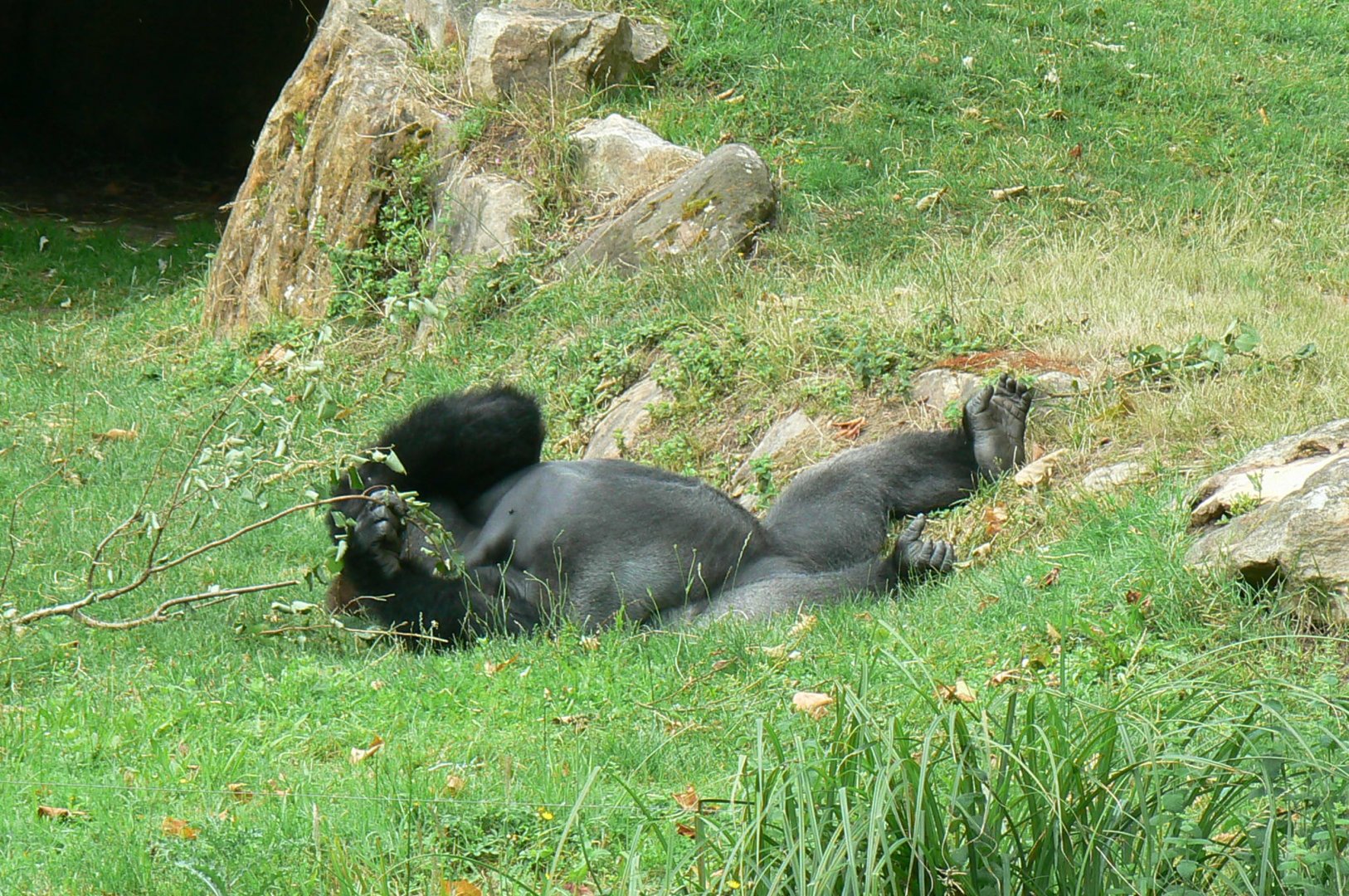 Gorillas' bachelor group - nap time