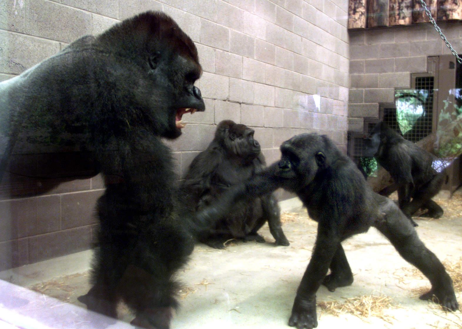 Gorillas - Belfast 2000