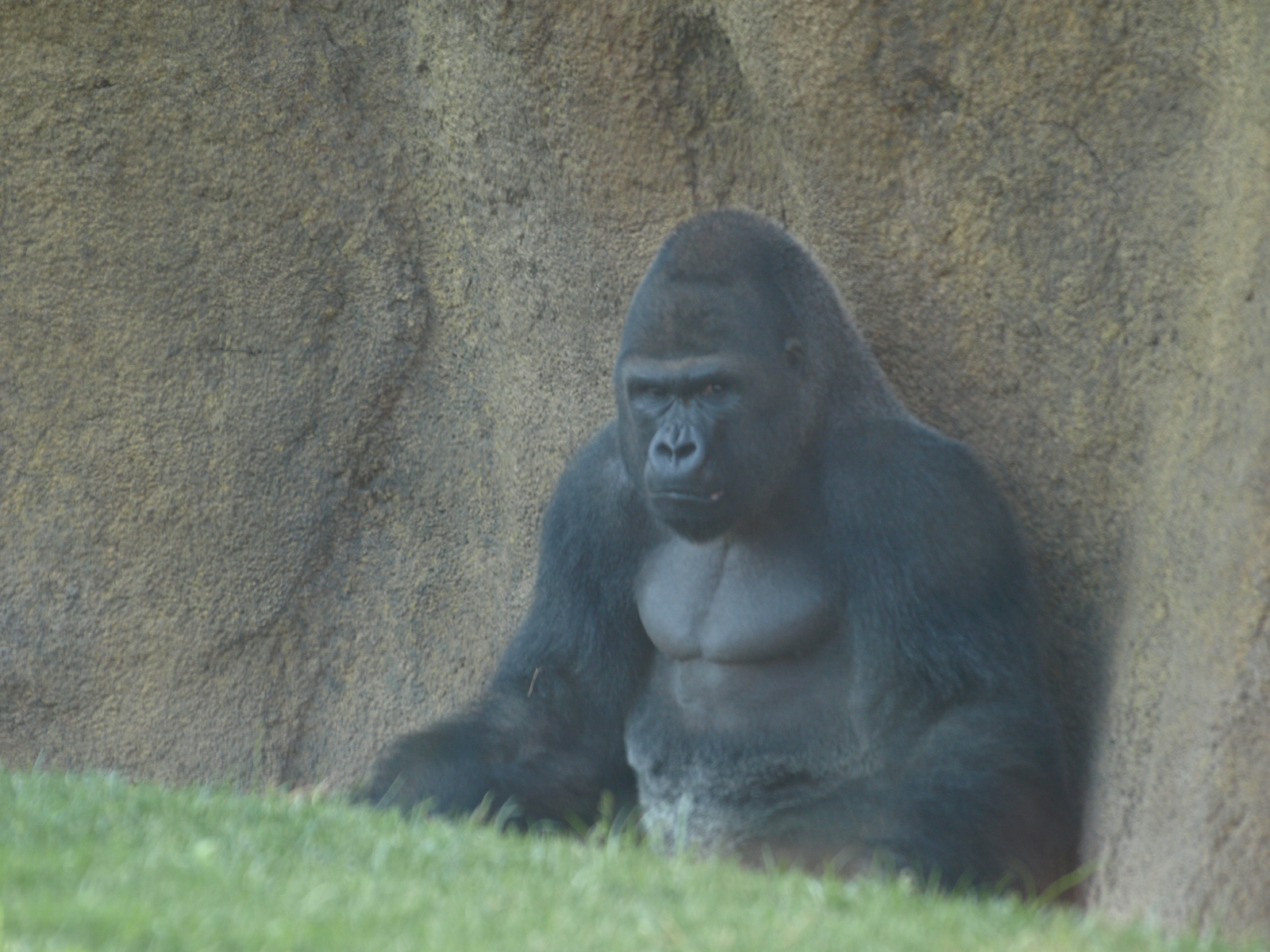 gorillas bioparc
