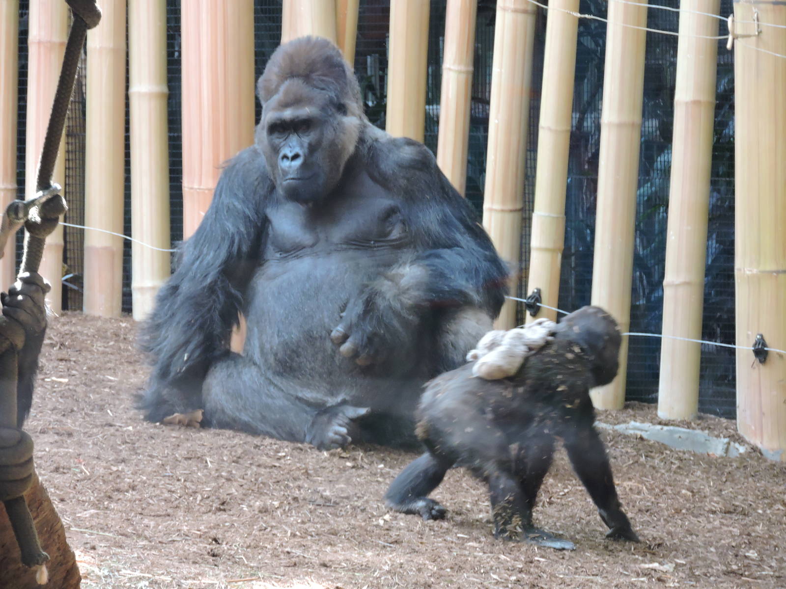 Gorillas - Charles and Nneka