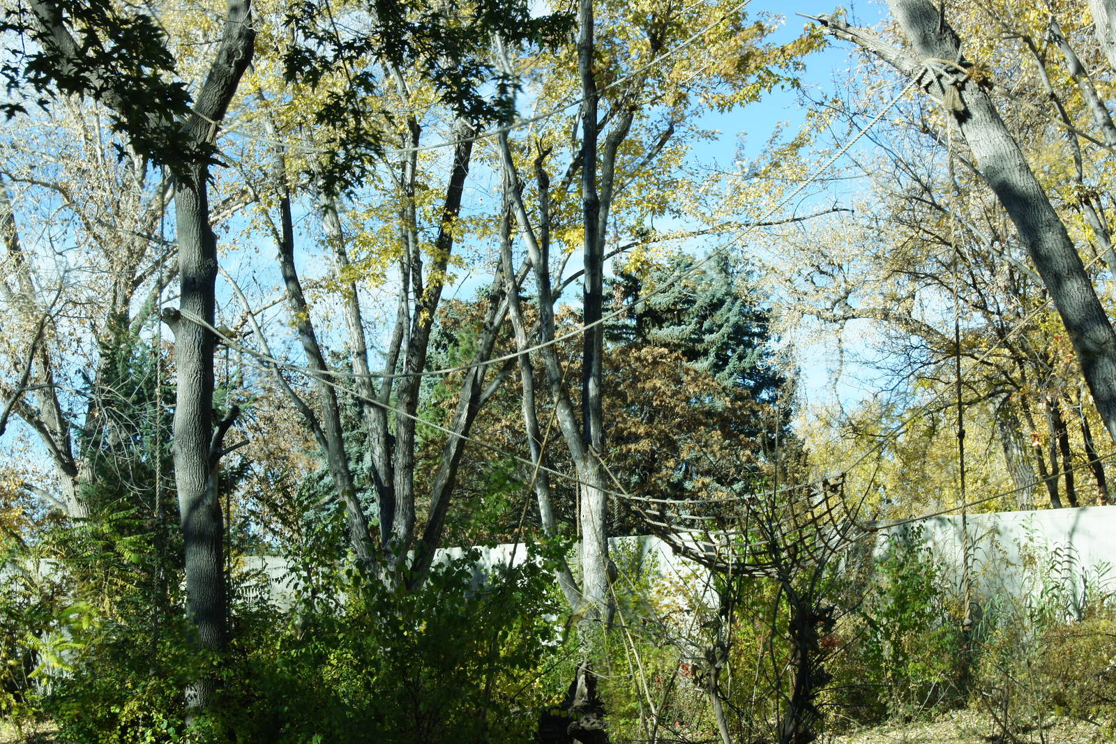 Gorilla's climbing material