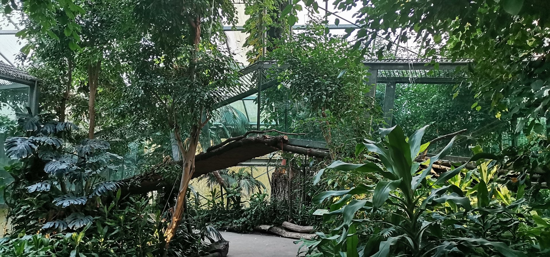 Gorilla's connecting tunnel