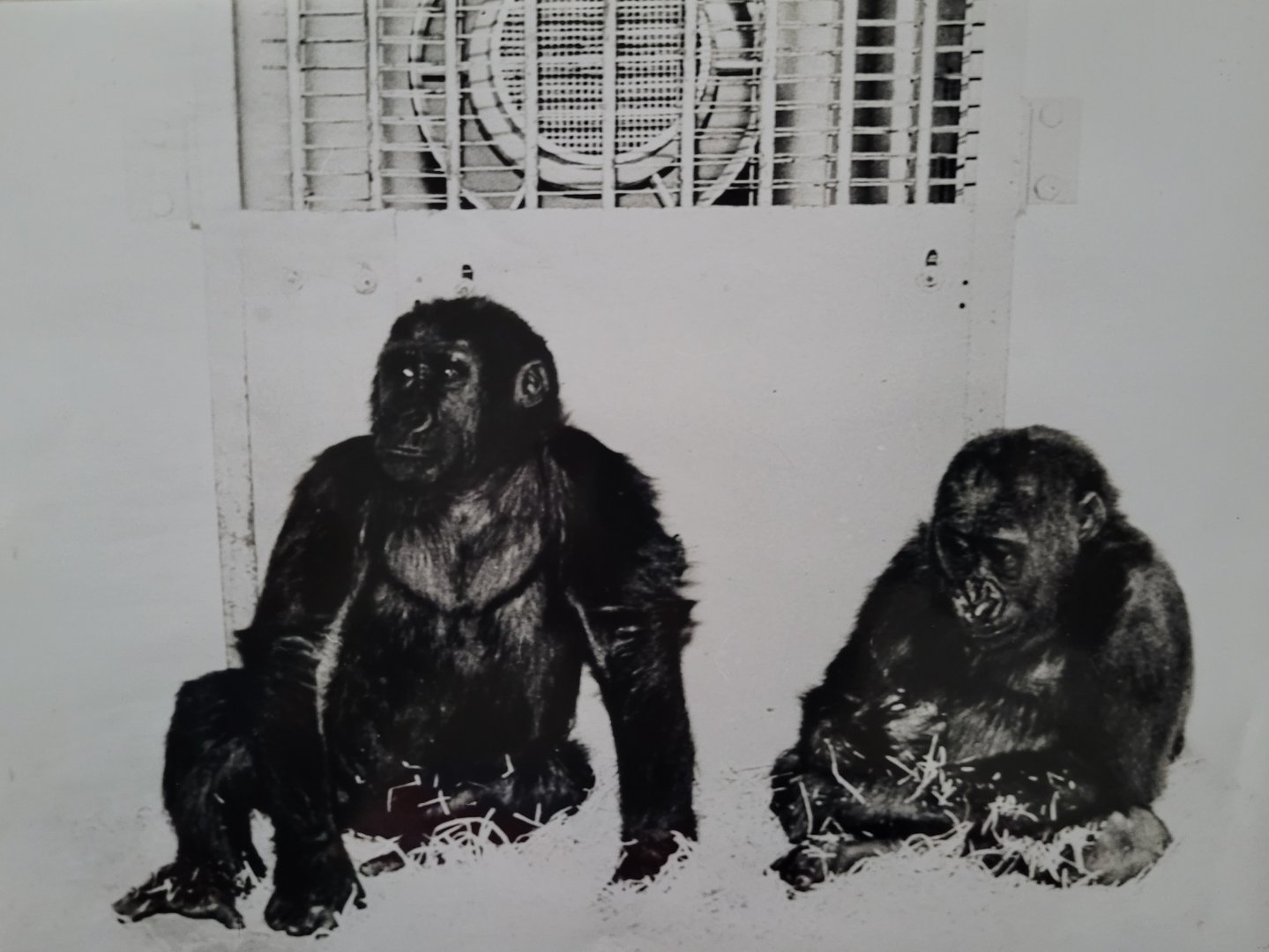 Gorillas Delilah(left) and Samson soon after arriving in 1966. Delilah has just died in Belfast zoo aged 60, she was 2nd oldest gorilla in the world.
