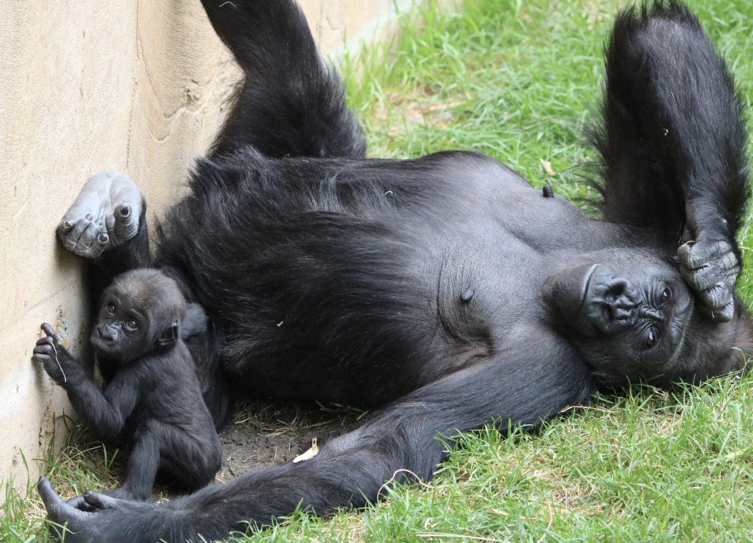 Gorillas Dossi and Eyare