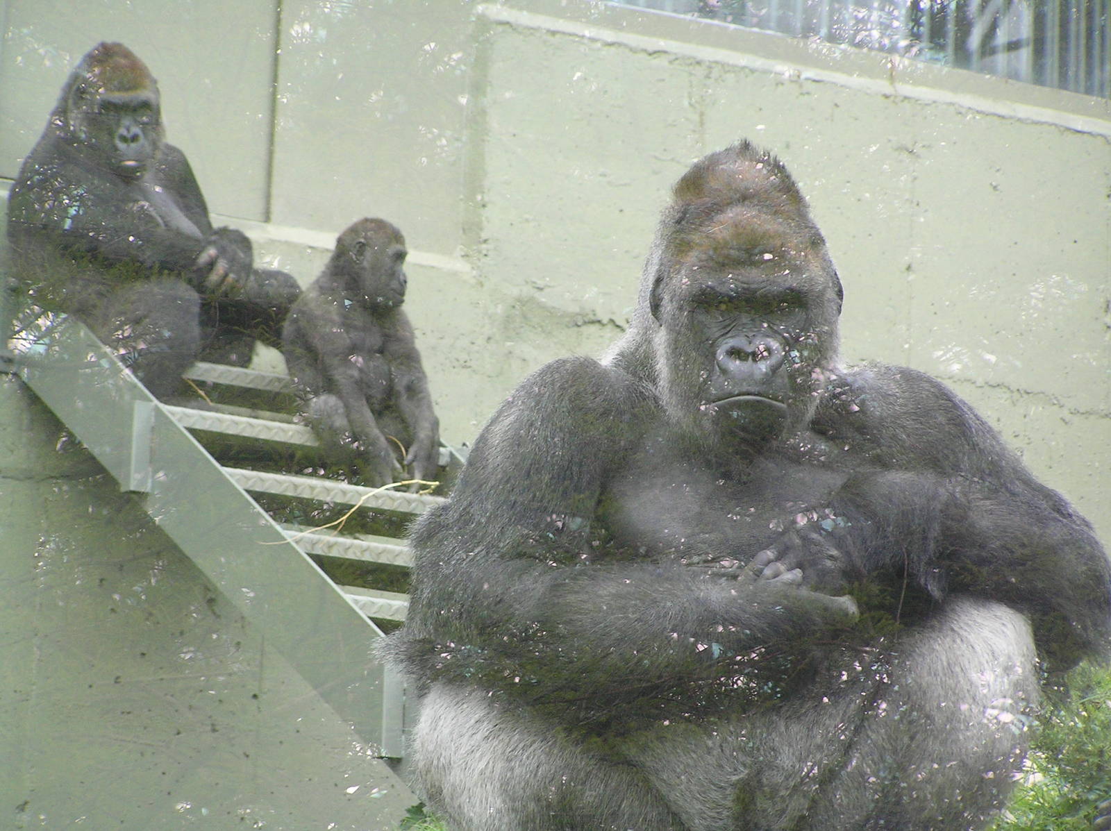 Gorillas - Dublin 06