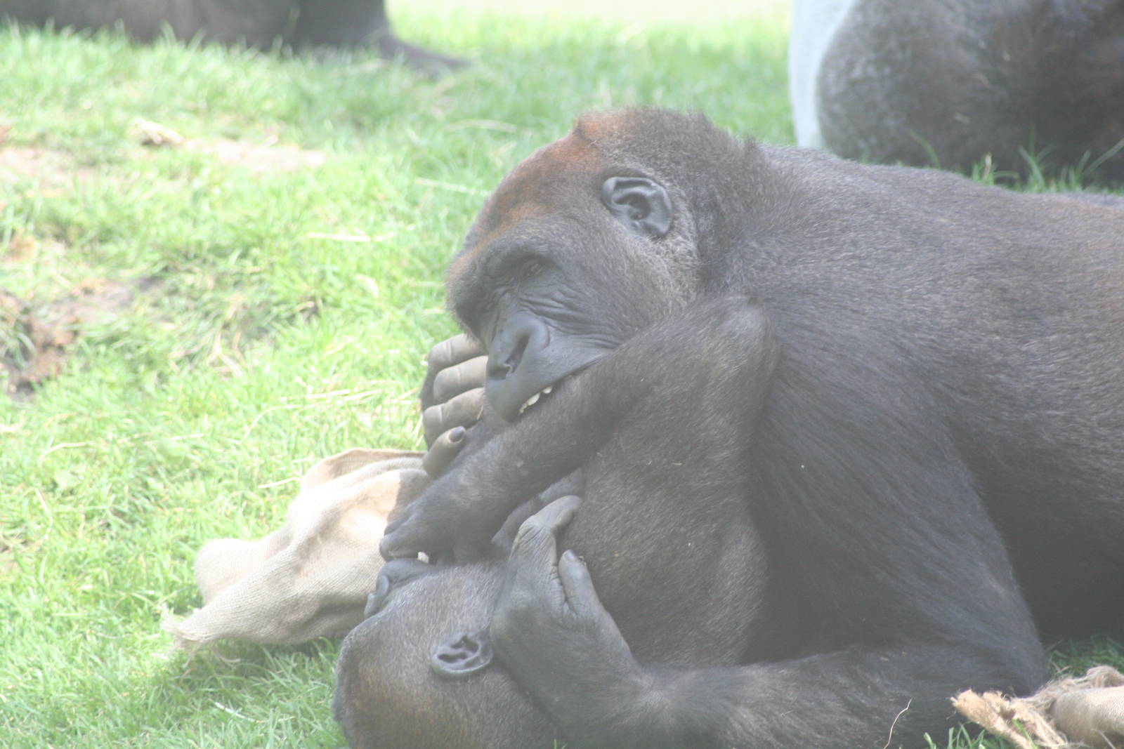 Gorillas - Dublin zoo - 2007