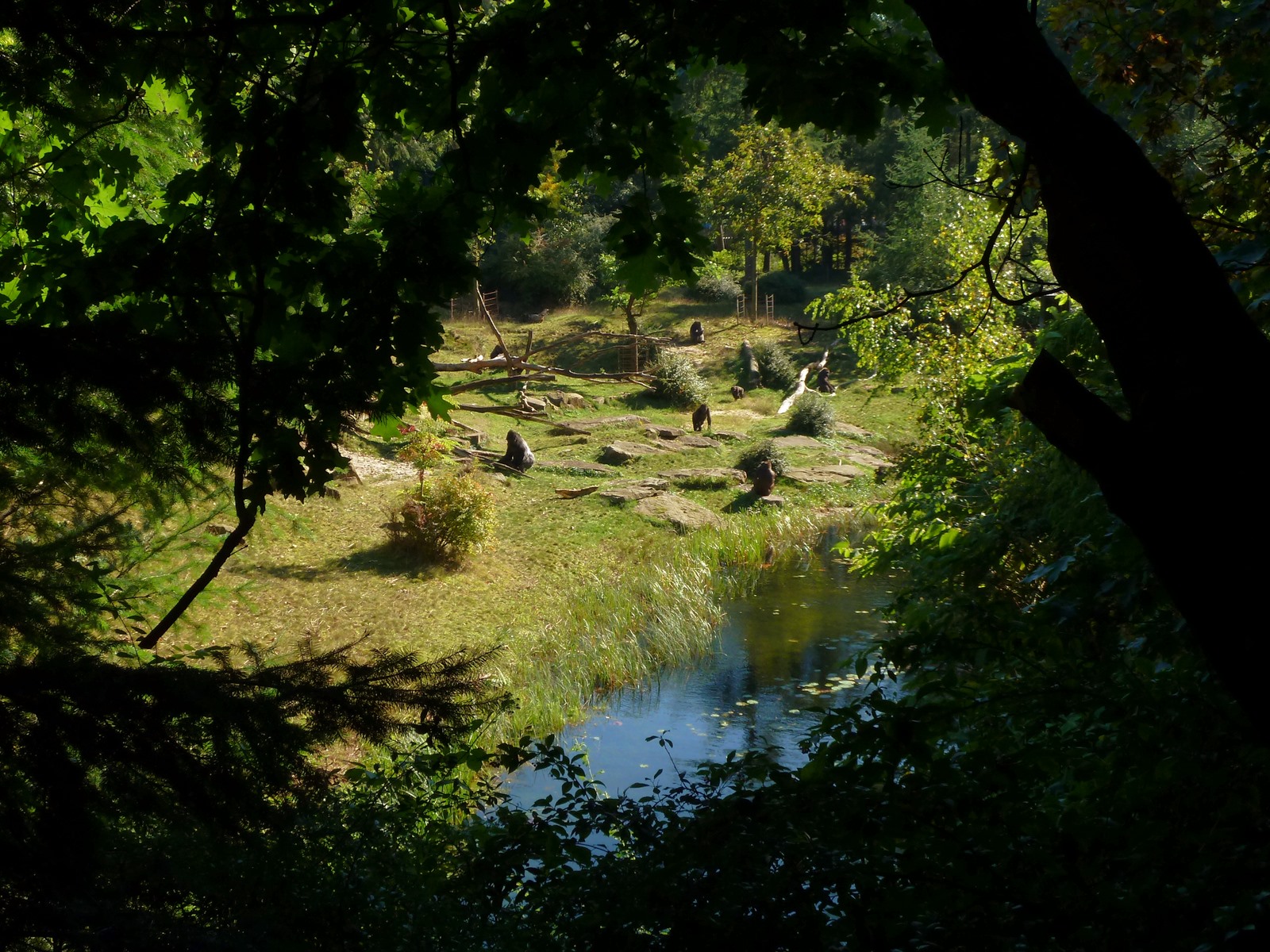 Gorillas during feeding presentation