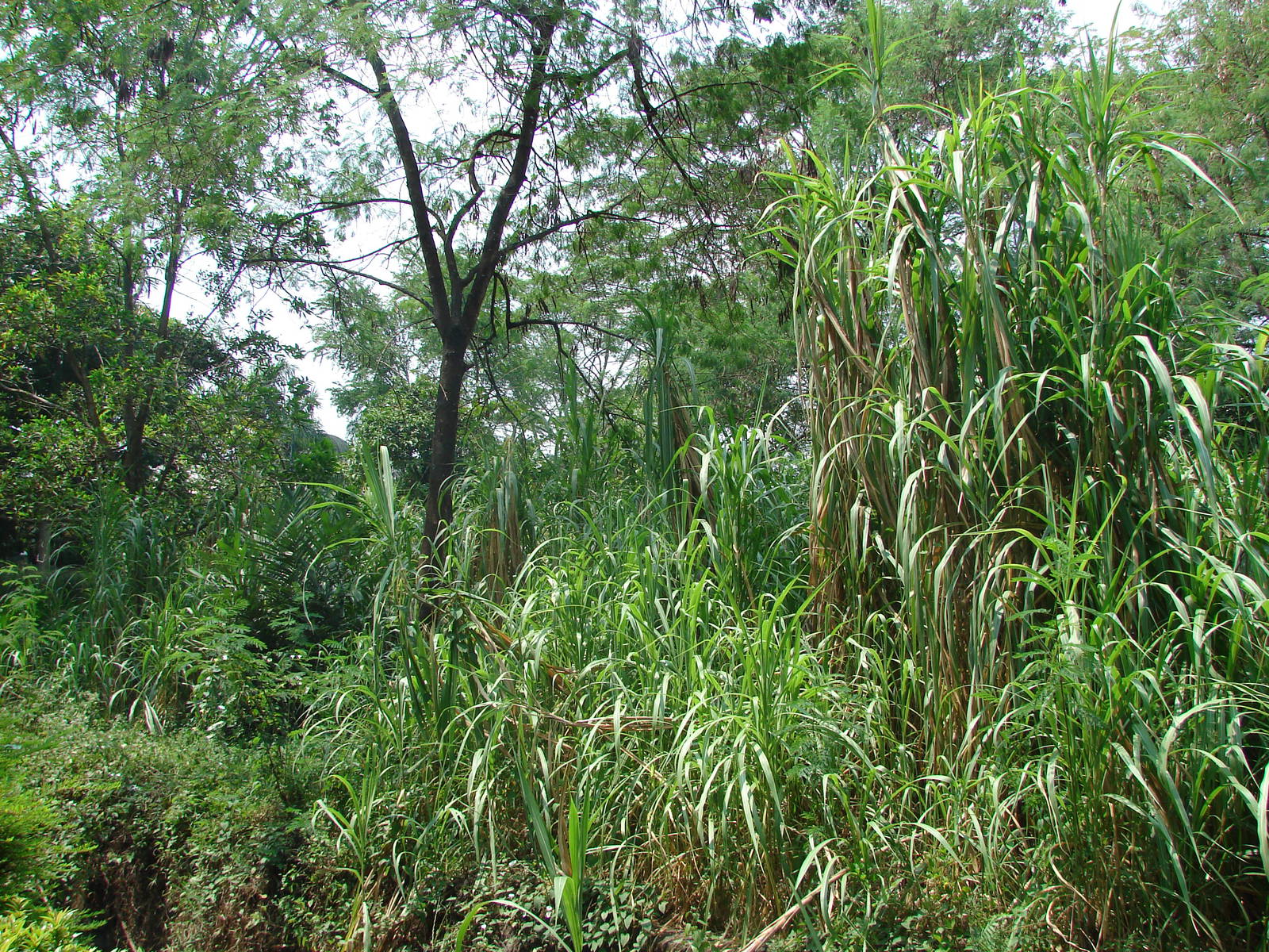 Gorillas enclosure - Schmutzer Primate Centre