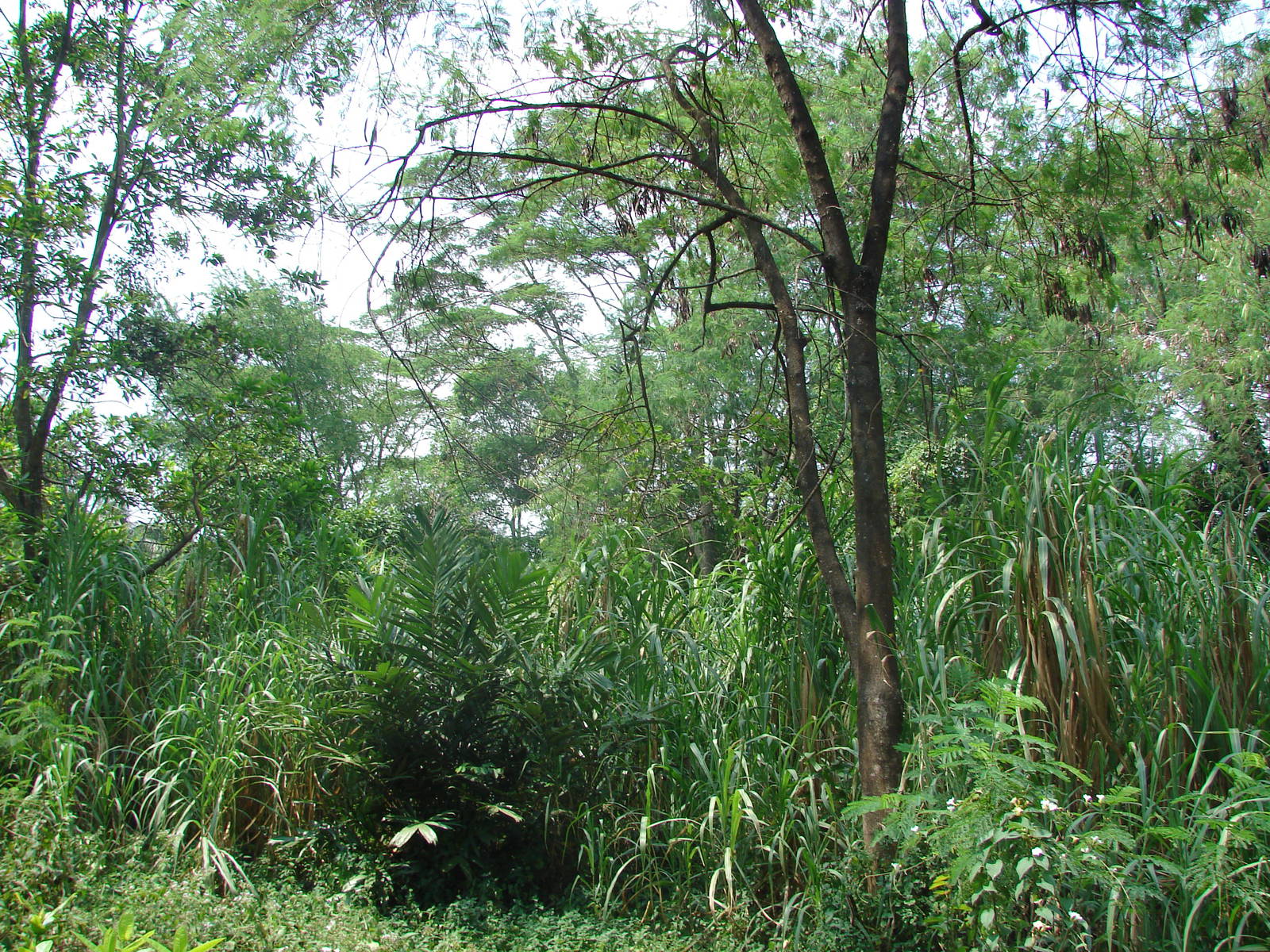 Gorillas enclosure - Schmutzer Primate Centre