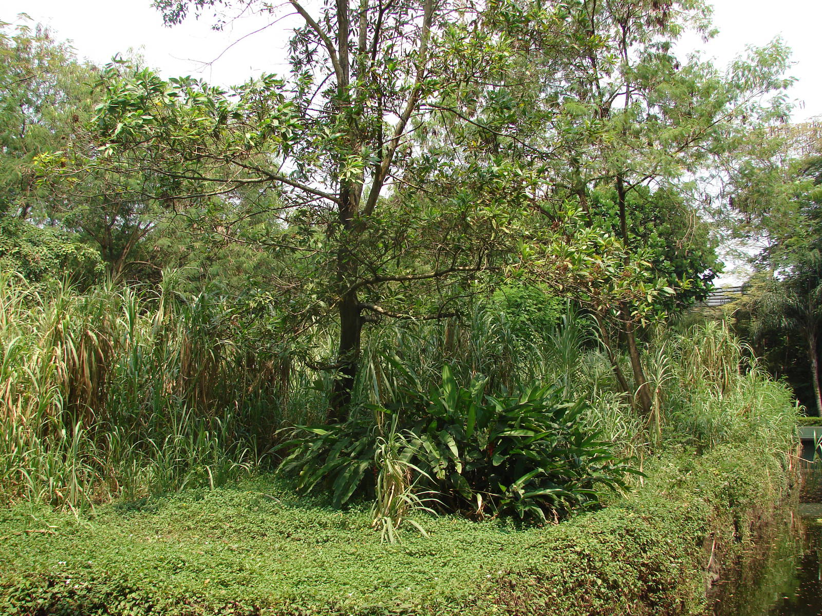 Gorillas enclosure - Schmutzer Primate Centre