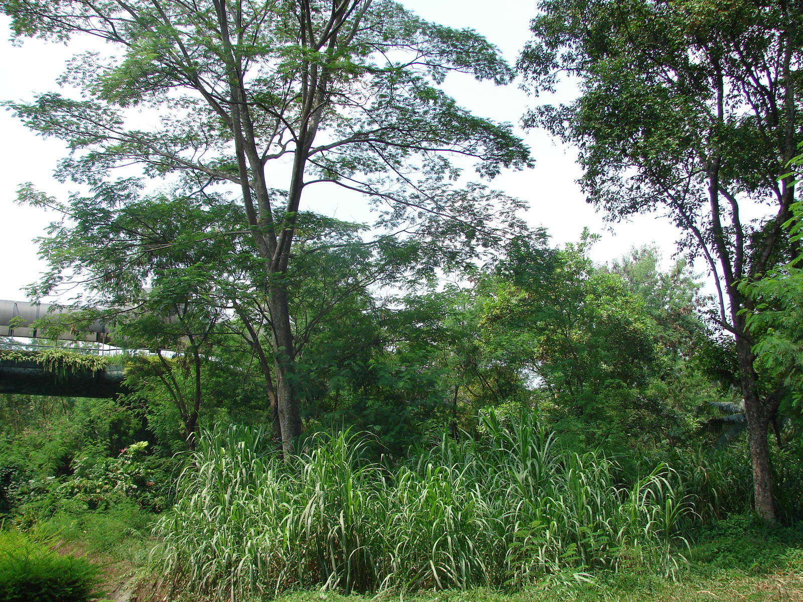 Gorillas enclosure - Schmutzer Primate Centre