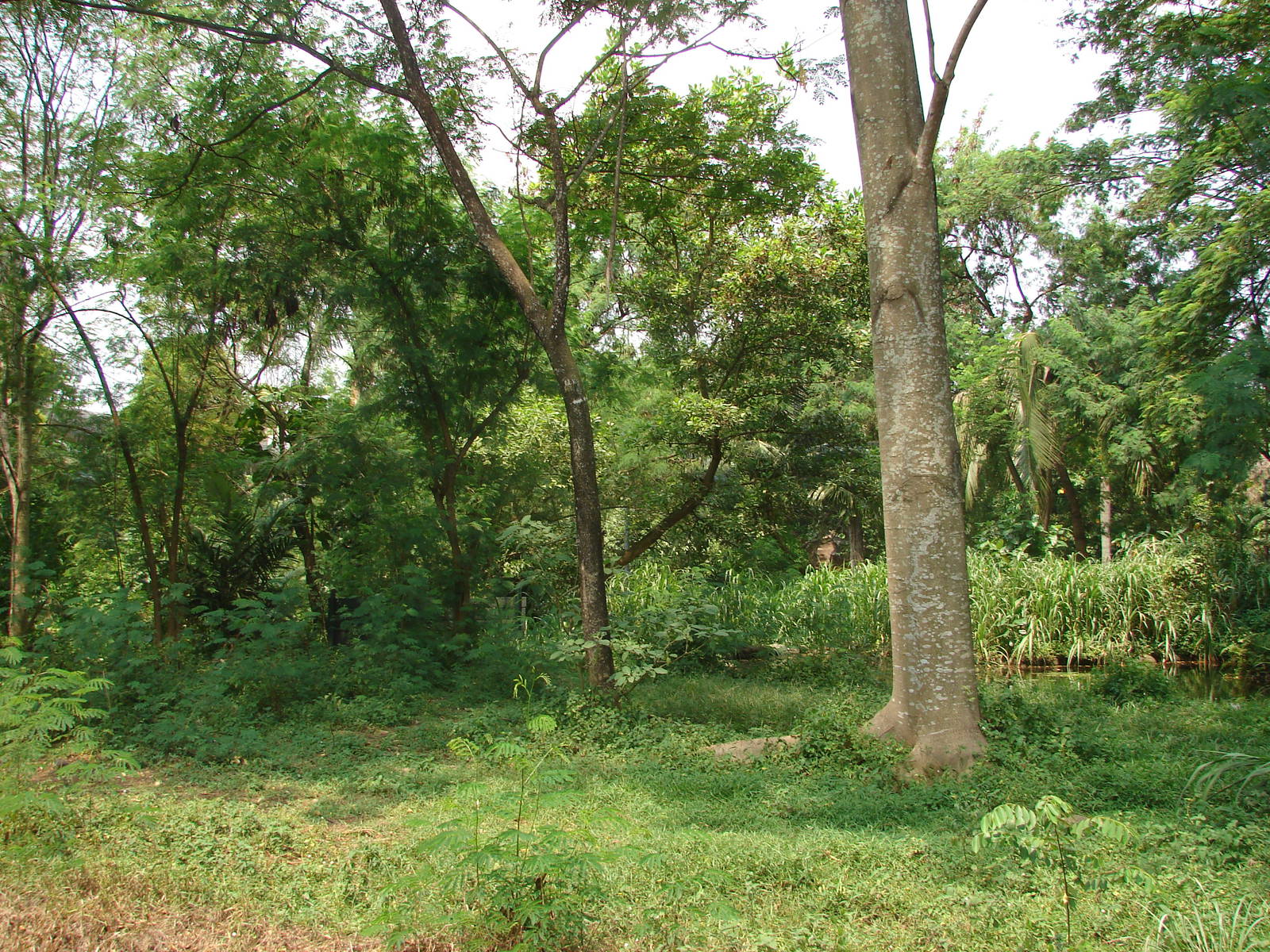 Gorillas enclosure - Schmutzer Primate Centre