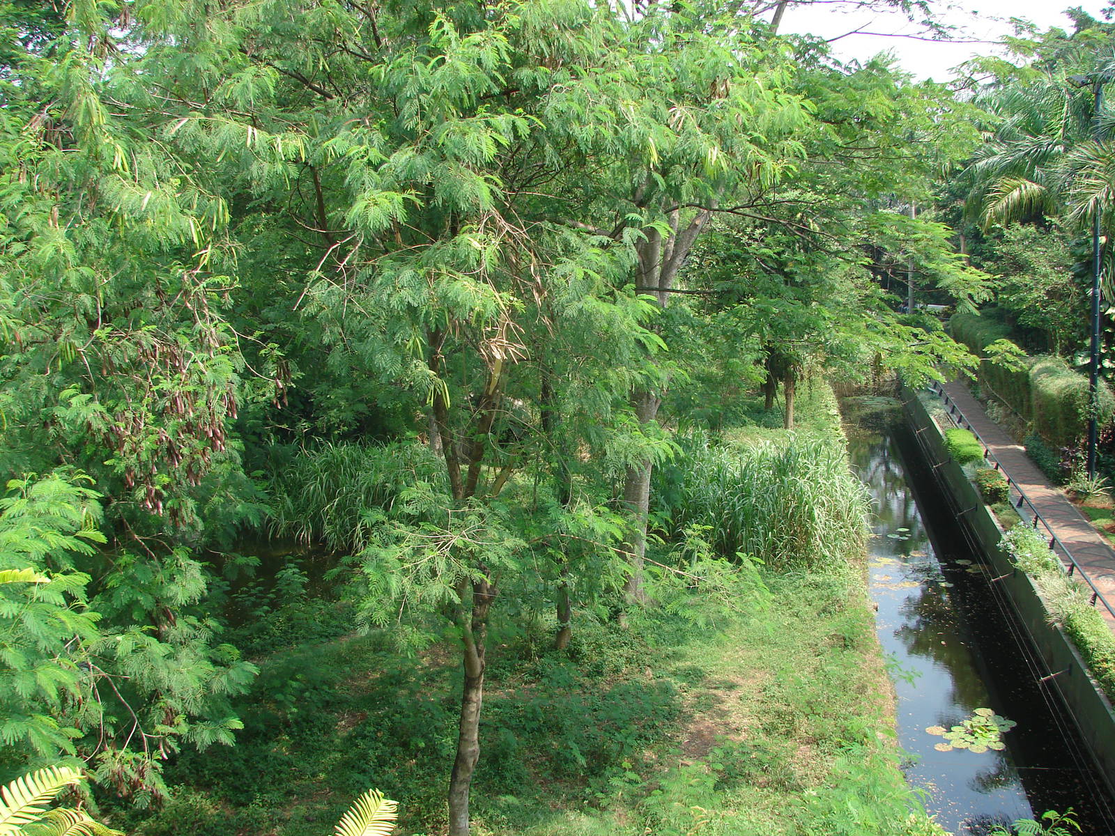 Gorillas enclosure - Schmutzer Primate Centre