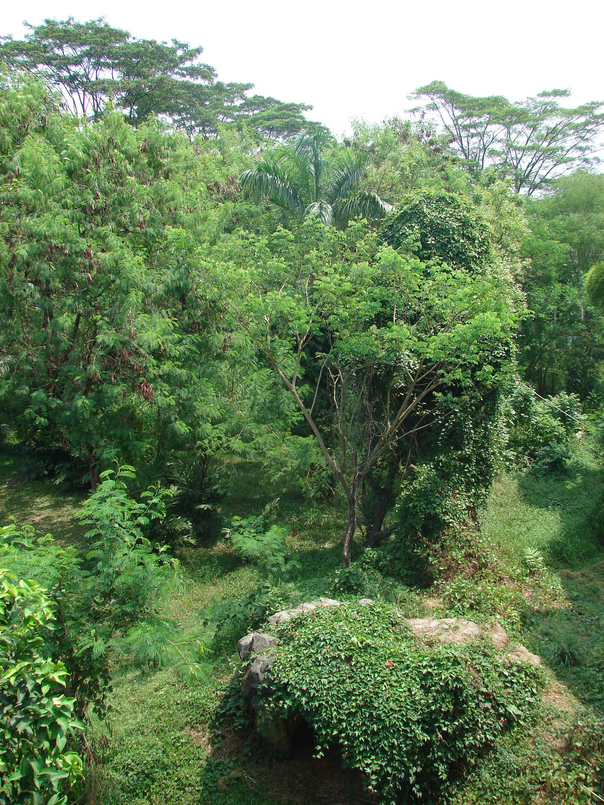 Gorillas enclosure - Schmutzer Primate Centre