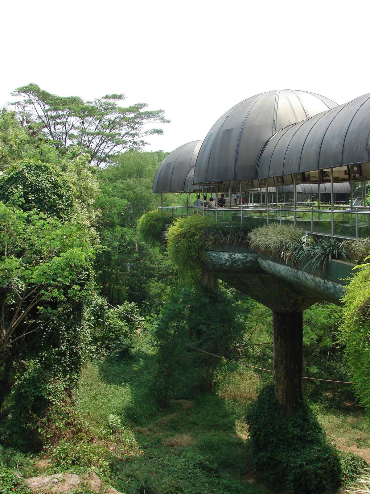Gorillas enclosure - Schmutzer Primate Centre
