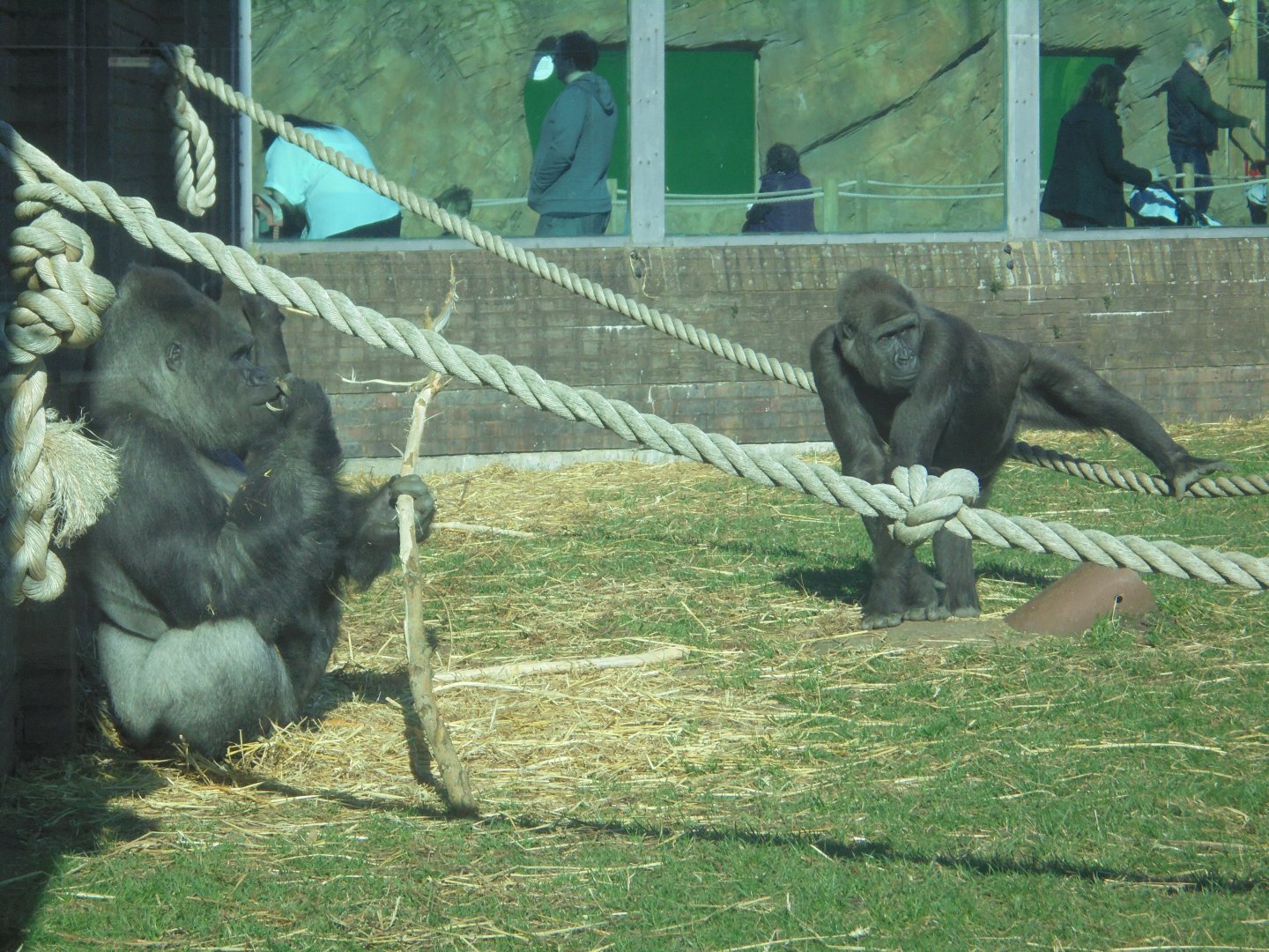 gorillas enjoying the sunshine.