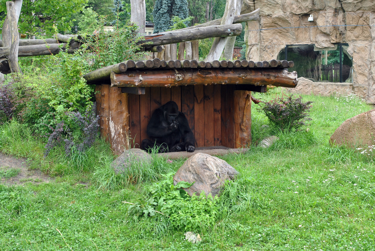 Gorillas exhibit - Azizi