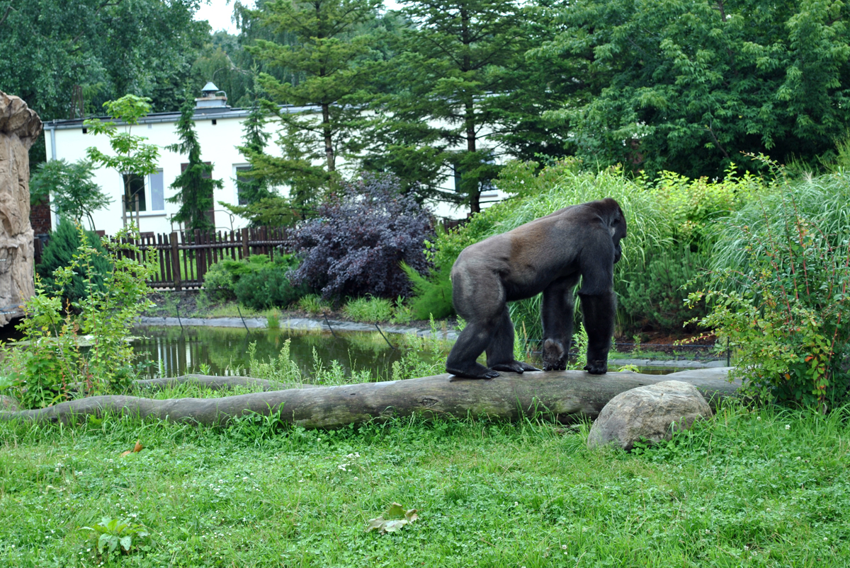 Gorillas exhibit - Azizi