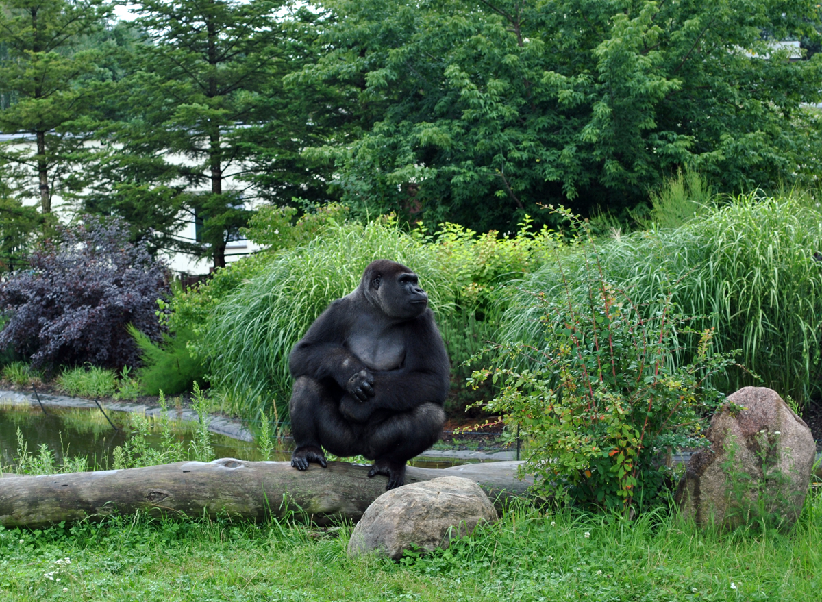 Gorillas exhibit - Azizi