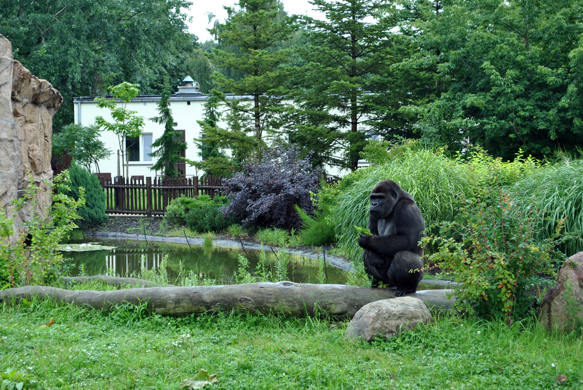Gorillas exhibit - Azizi