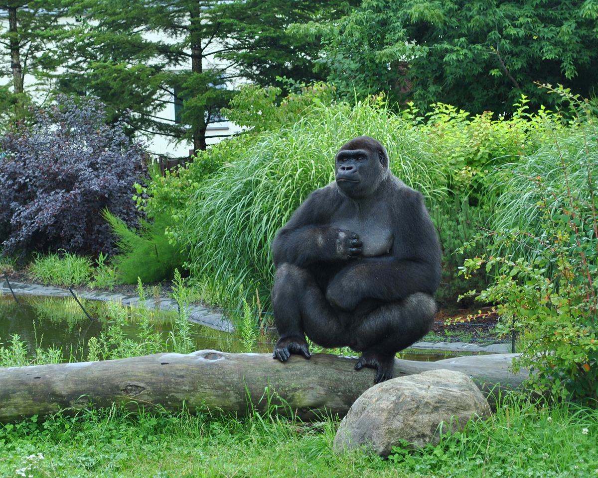 Gorillas exhibit - Azizi