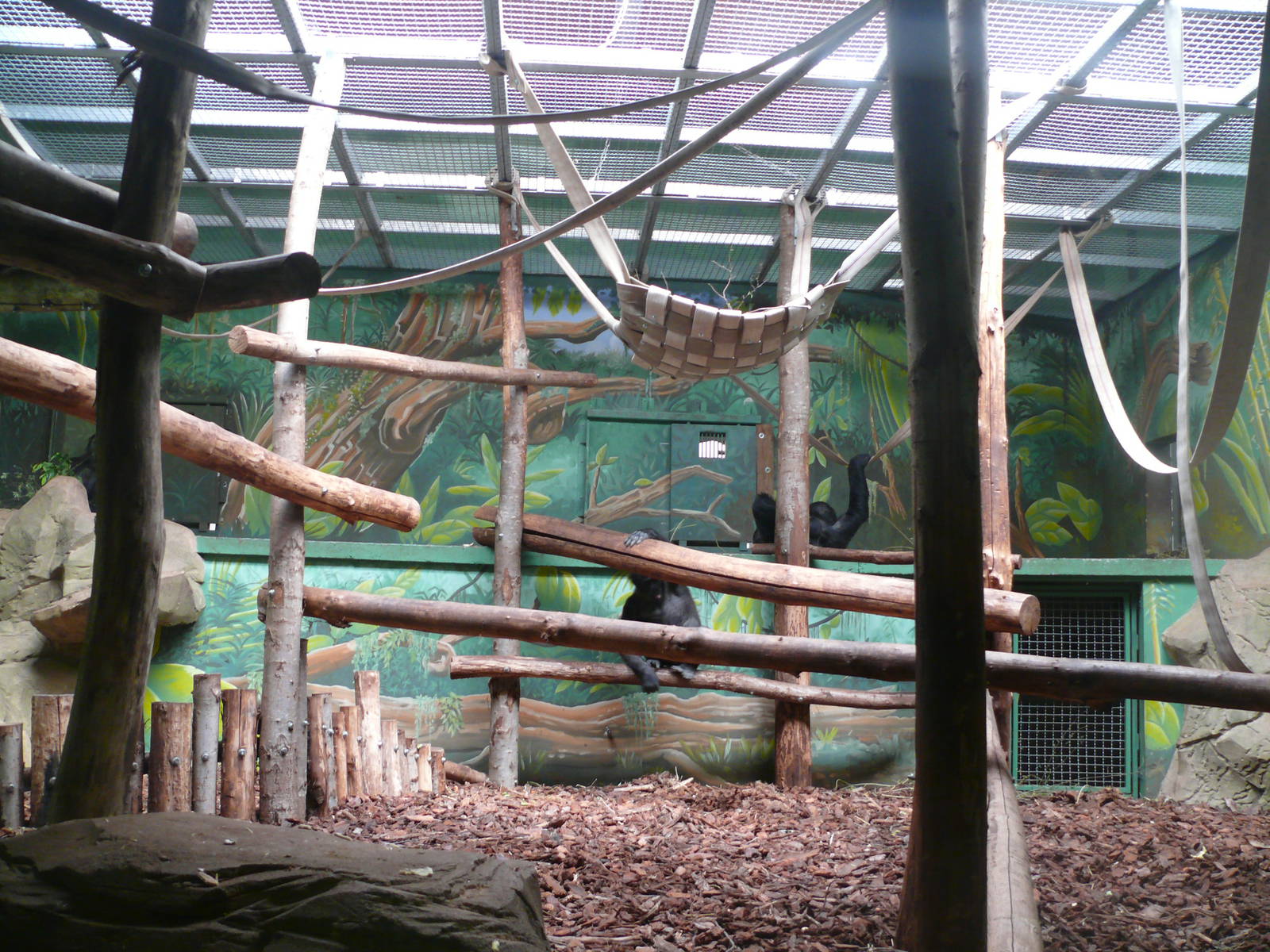 Gorillas exhibit
