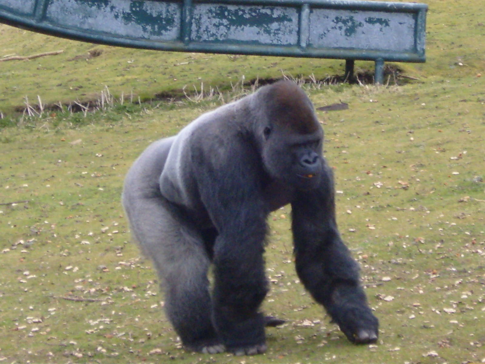 Gorillas feeding time