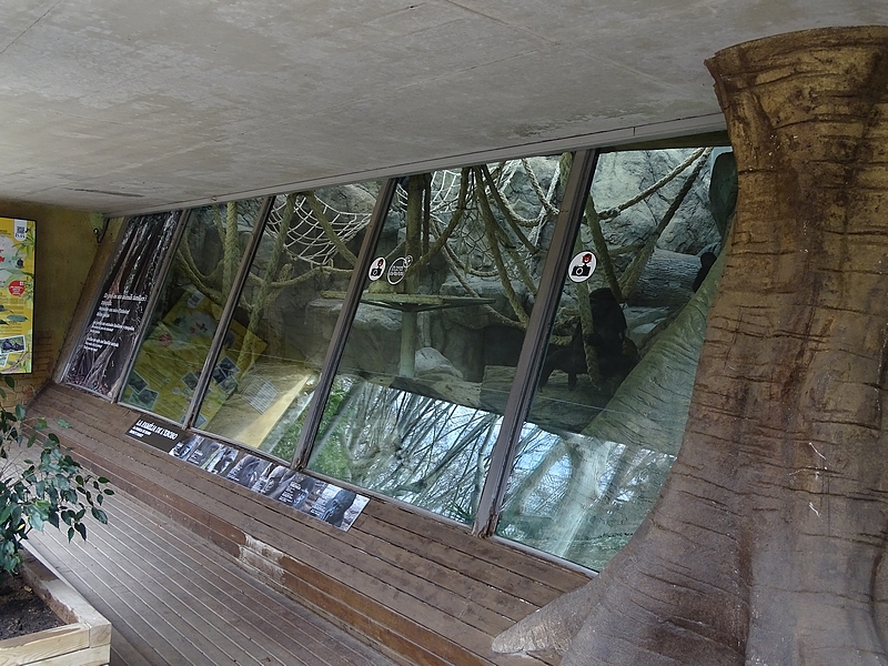 Gorillas first enclosure indoor