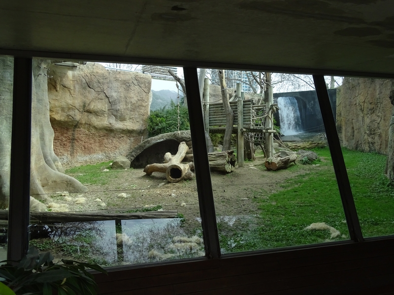 Gorilla's first enclosure outdoor