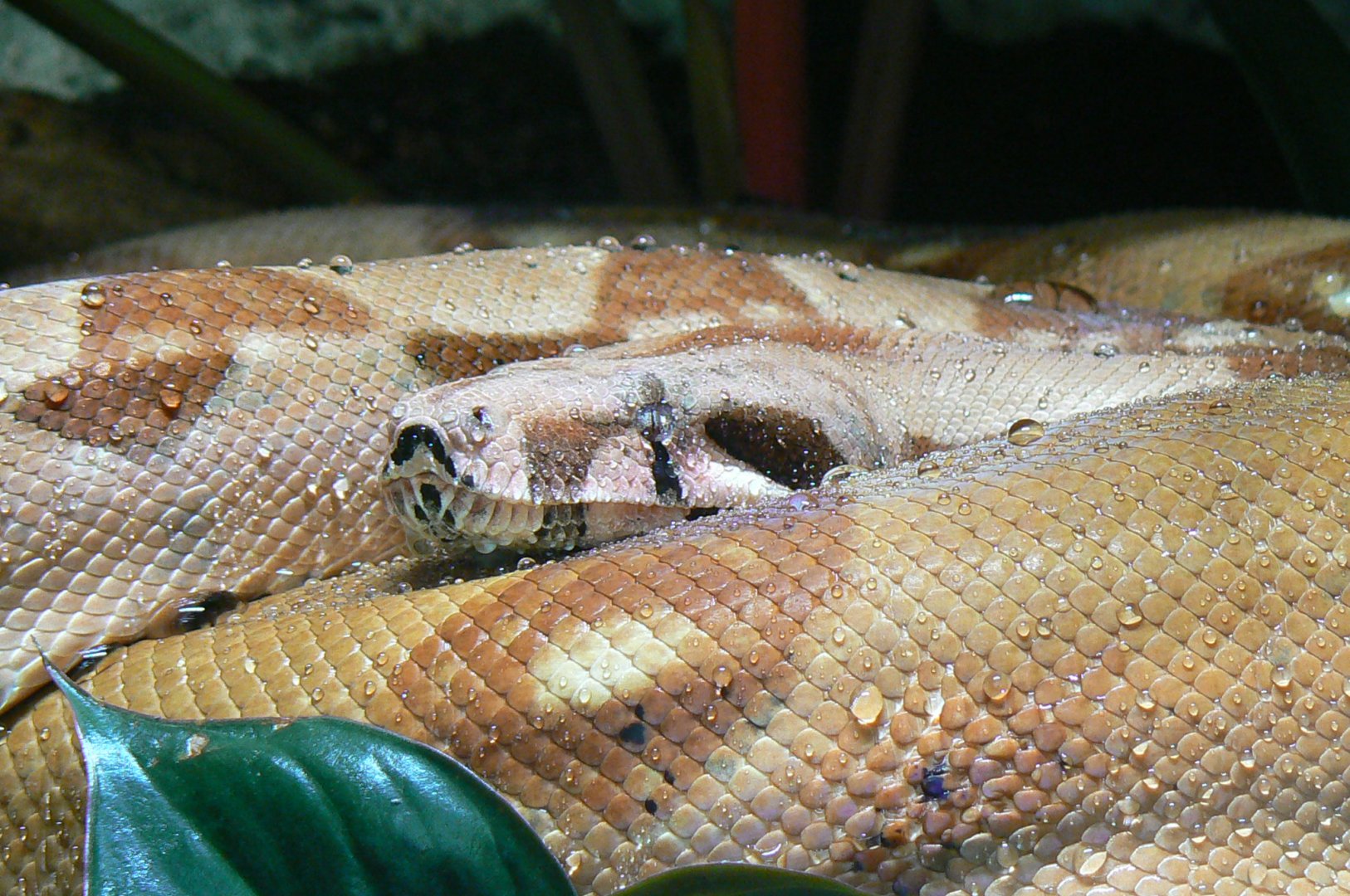 Gorillas greenhouse - boa constrictor