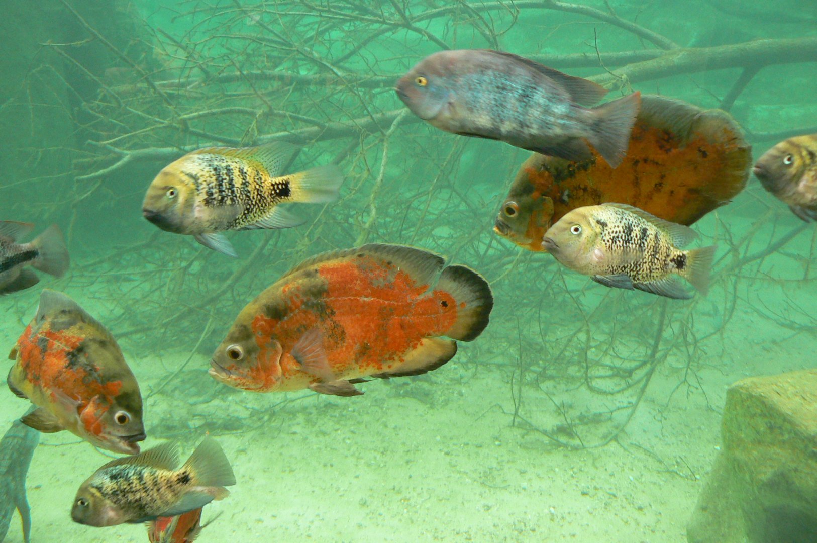 Gorillas greenhouse - fisches ID please ?!