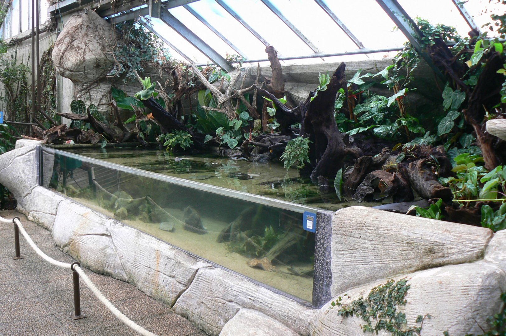 Gorillas greenhouse - new stingrays nursery (previously for piranhas)