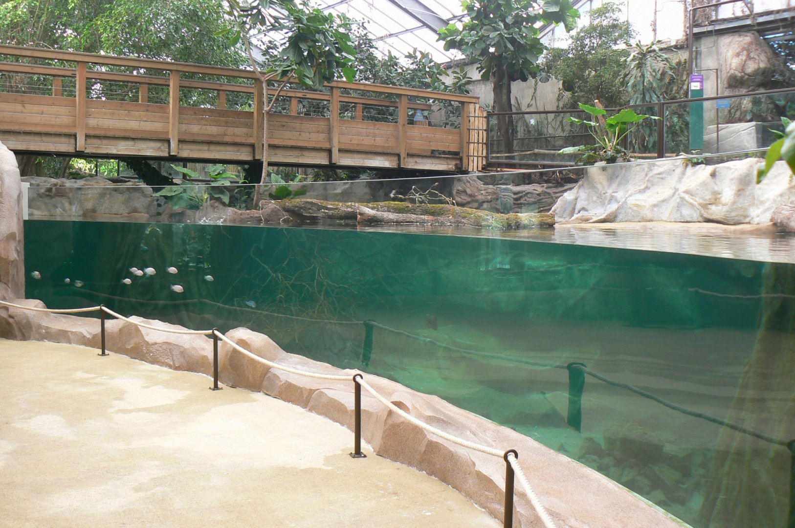 Gorillas greenhouse - new white-blotched river stingrays/spectacled caimans and Hilaire’s side-necked turtles pool